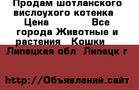 Продам шотланского вислоухого котенка › Цена ­ 10 000 - Все города Животные и растения » Кошки   . Липецкая обл.,Липецк г.